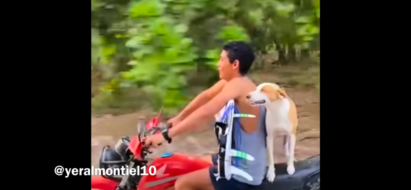 This Week In Nosara #32, June 2024: Moto surfing dogs, Waves stink lately, All kinds of other things going on