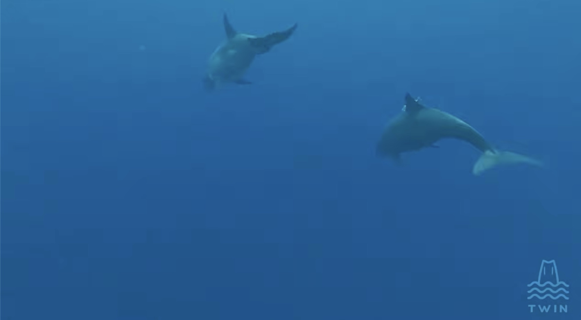 TWINosara 80: HUGE shark, Whales, Dolphins, Moto Surfing Dogs, Locals ripping, Guiones & Pelada from air September 2025